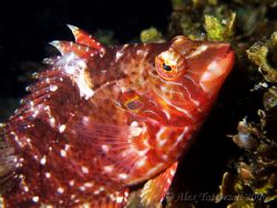 How about a friendly little hawkfish. Taiwan.. e900 by Alex Tattersall 